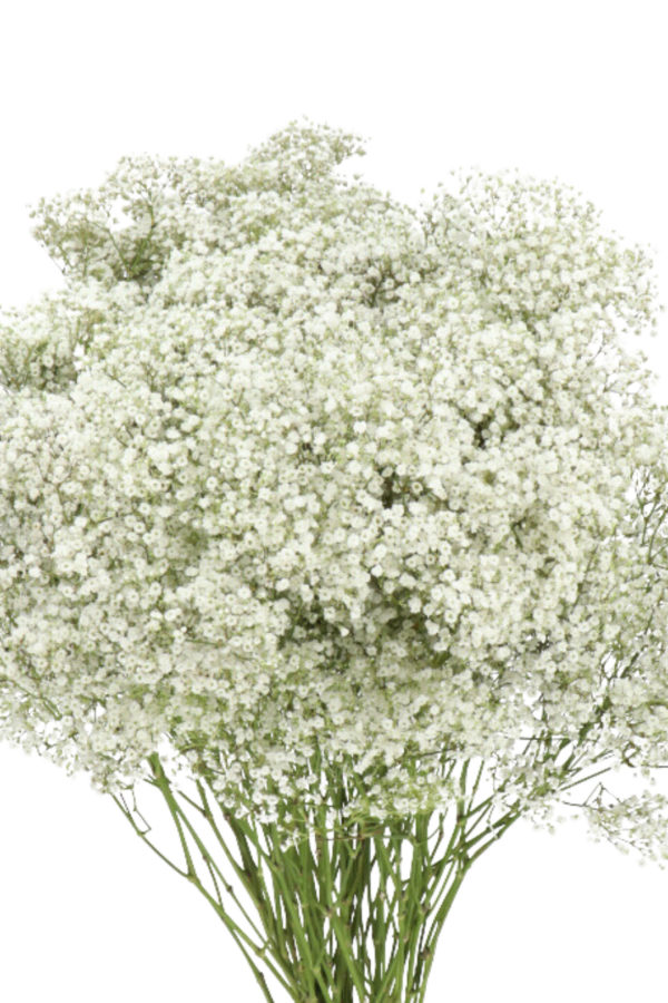 GYPSOPHILA, MILLION STARS - Image 2