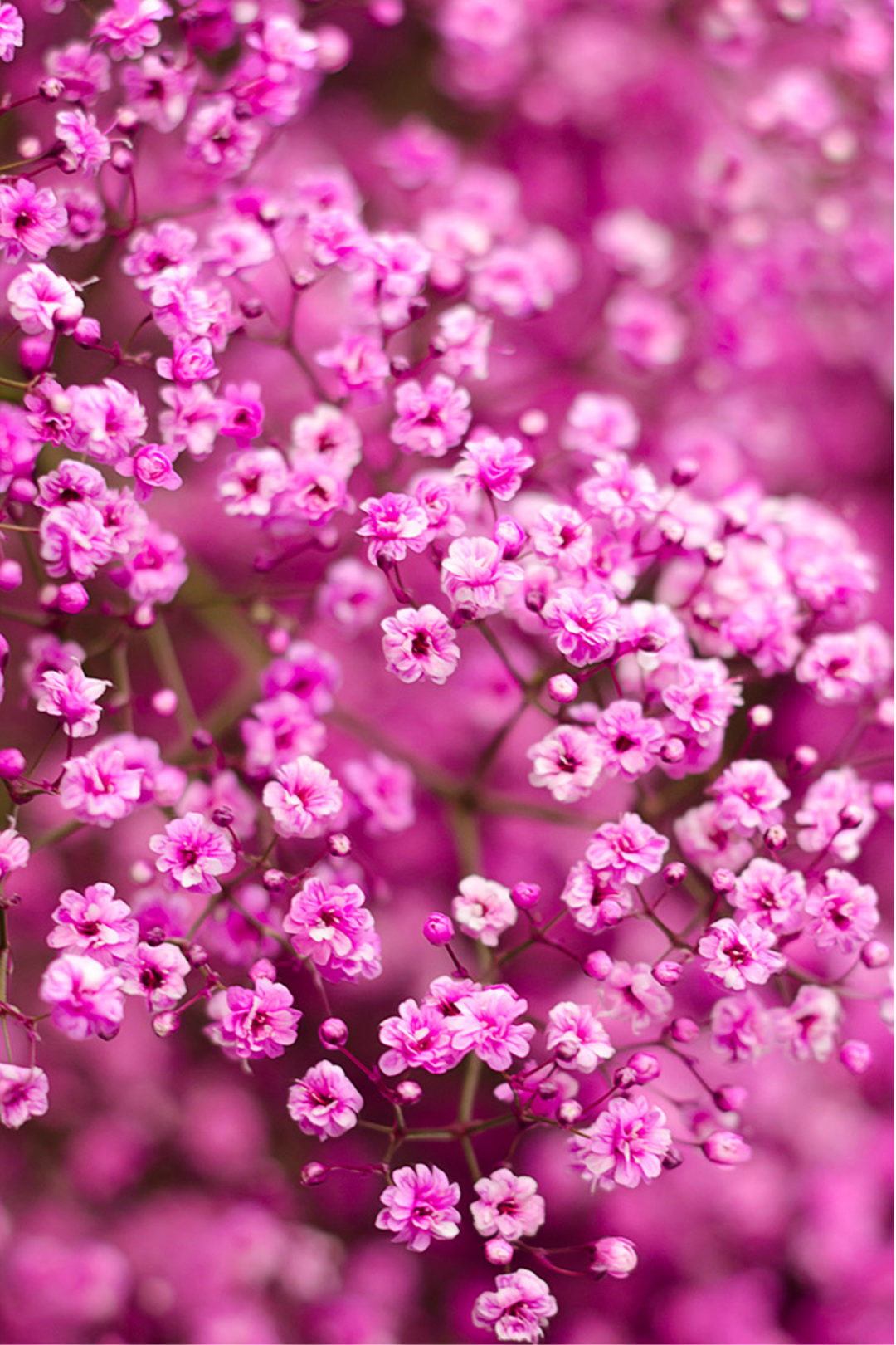 GYPSOPHILIA, MILLION STARS - TINTED