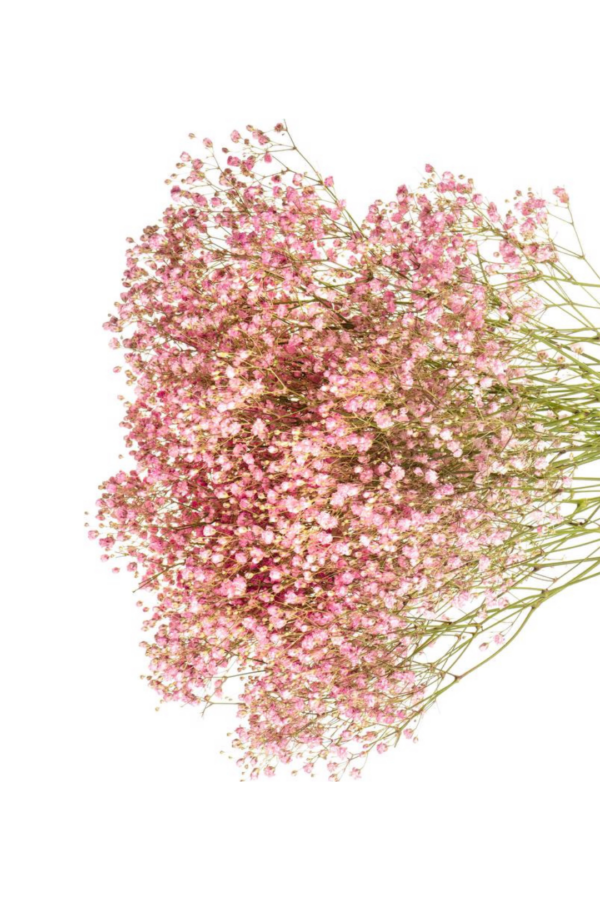 GYPSOPHILIA, PAINTED PINK