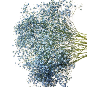 GYPSOPHILIA, XLENCE TINTED