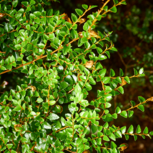 HUCKLEBERRY, GREEN