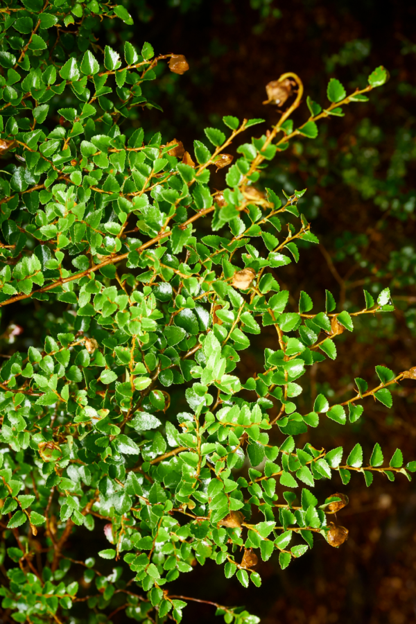 HUCKLEBERRY, GREEN