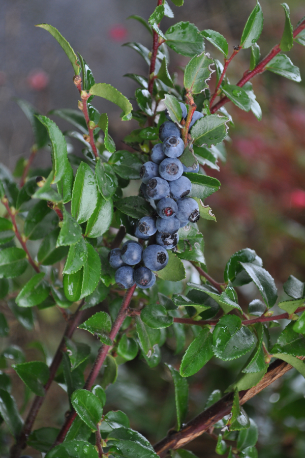 HUCKLEBERRY, GREEN - Image 2