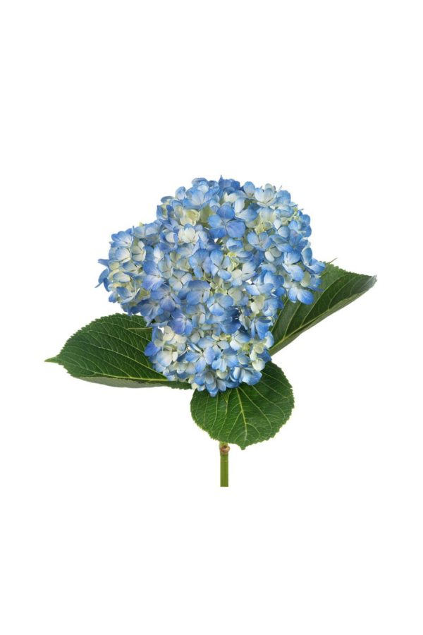 HYDRANGEA, BLUE