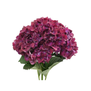 HYDRANGEA, CHILE