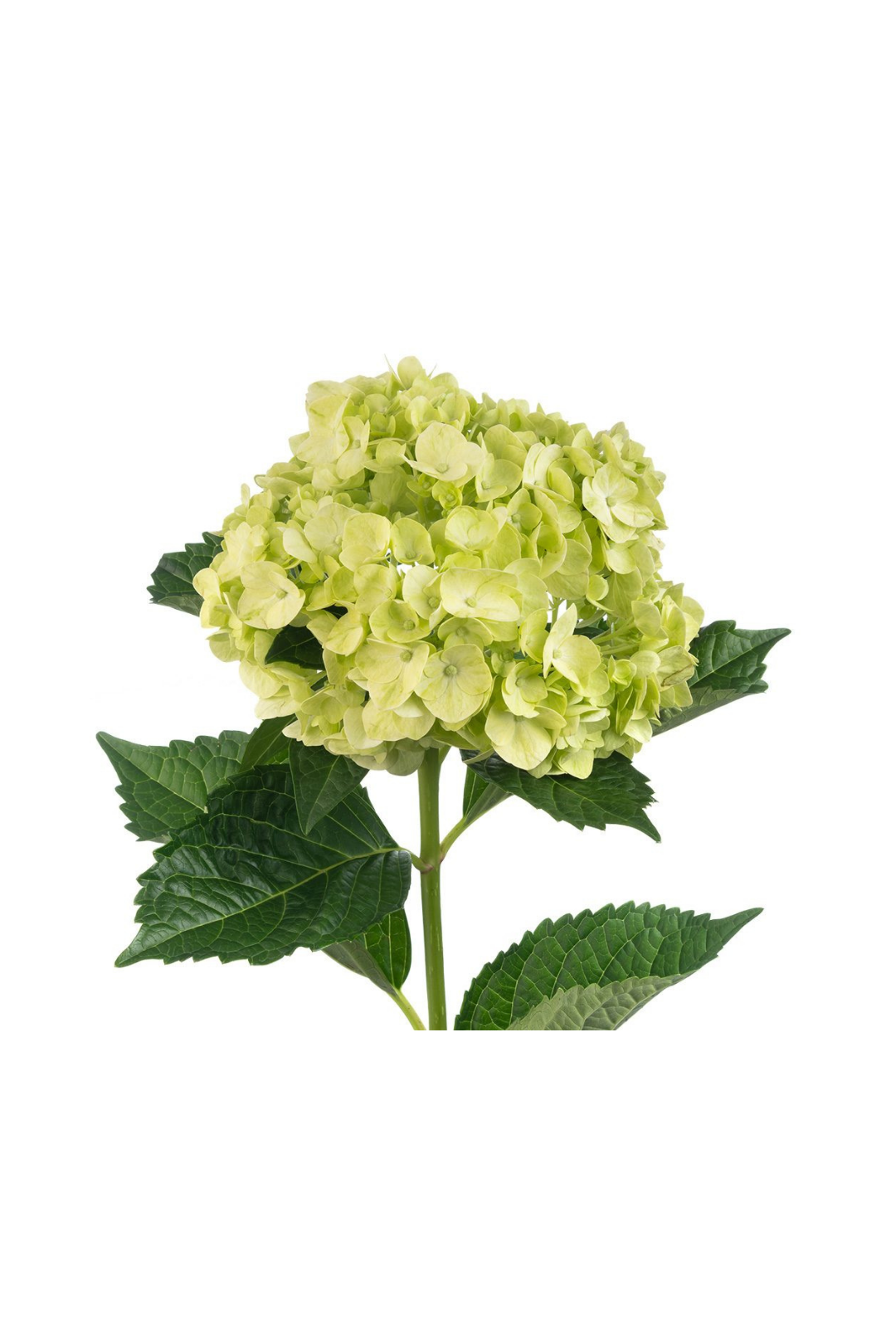 HYDRANGEA, GREEN (5 ST)