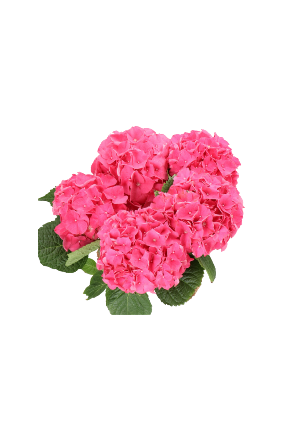 HYDRANGEA, IMPORT DUTCH TYPE