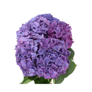 HYDRANGEA, IMPORT PURPLE (5 ST)