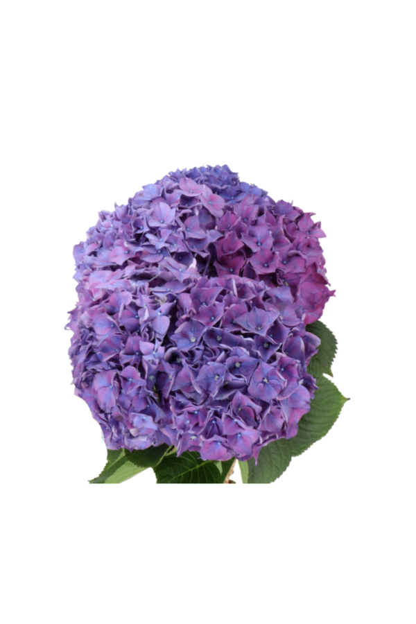 HYDRANGEA, IMPORT PURPLE (5 ST)