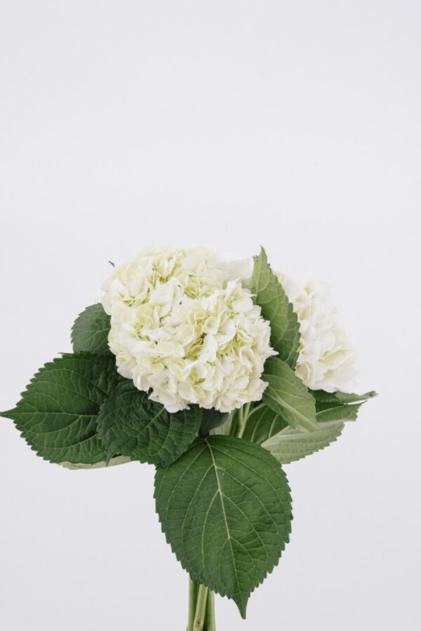 HYDRANGEA, IMPORT WHITE (5 ST)