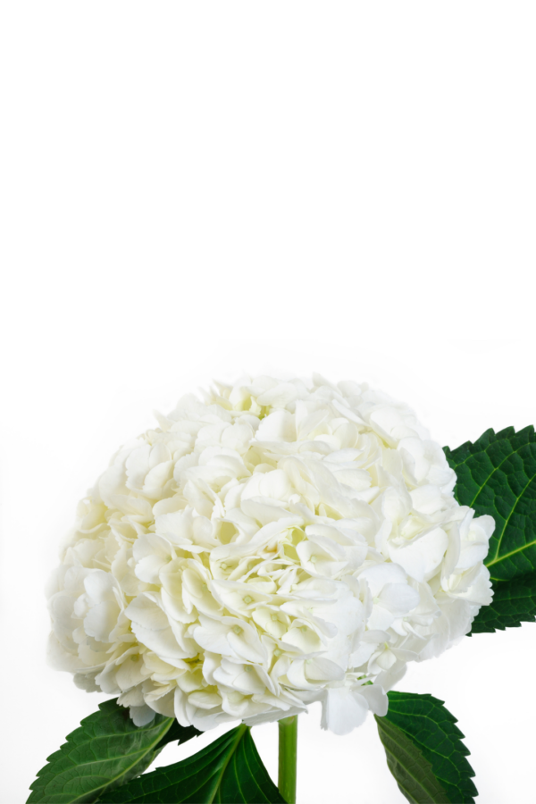 HYDRANGEA, IMPORT WHITE (5 ST) - Image 2