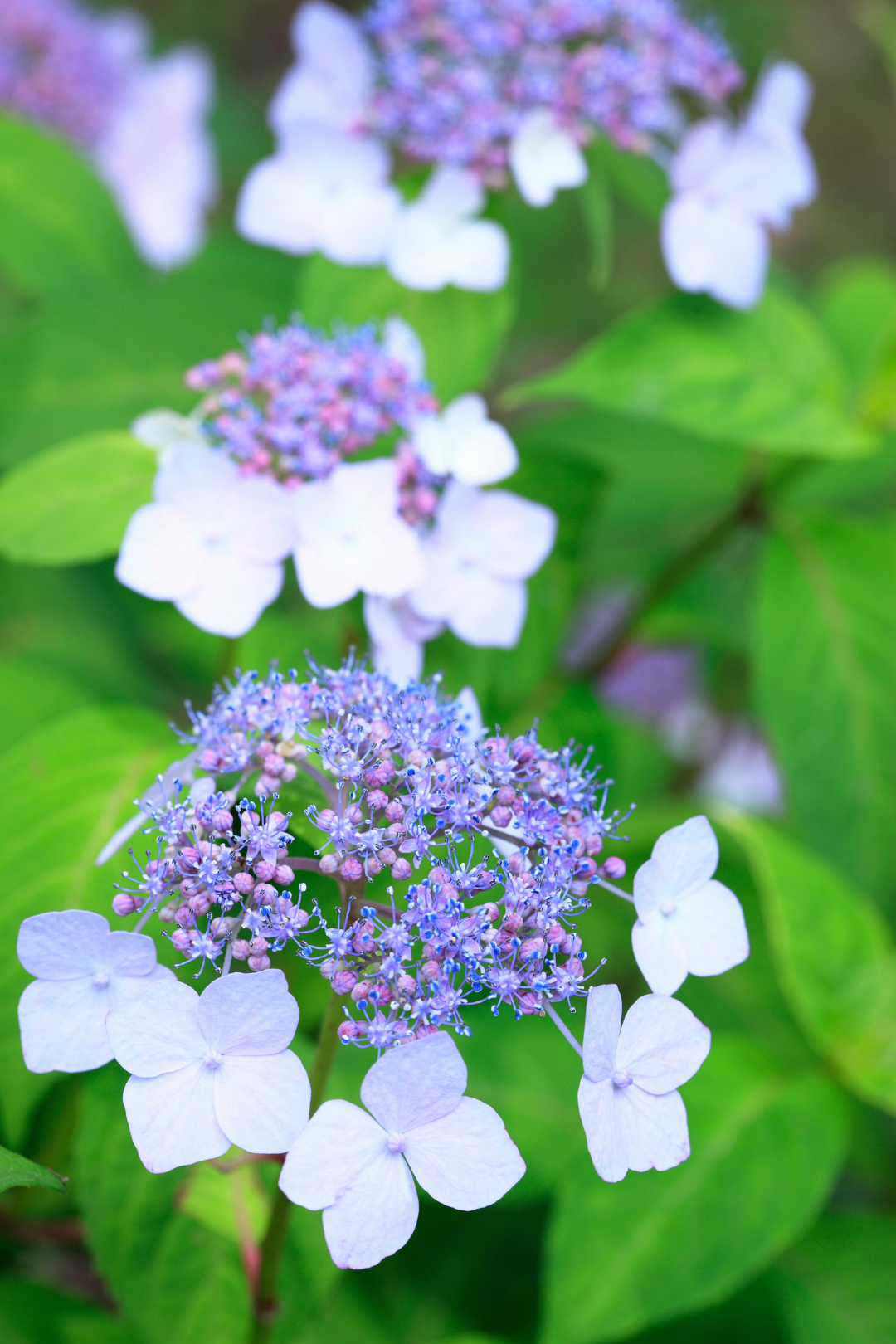HYDRANGEA, LACE CAP
