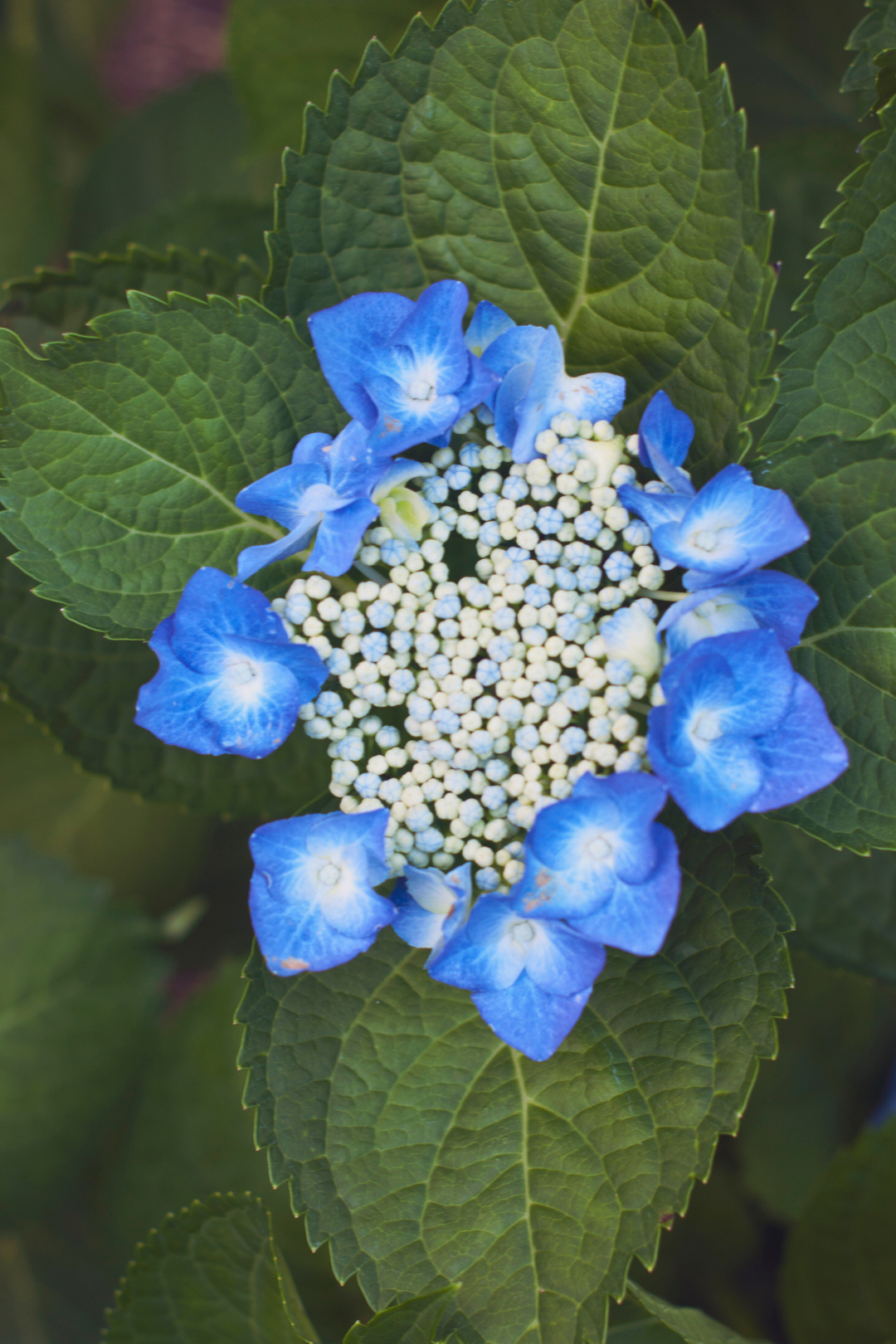 HYDRANGEA, LACE CAP - Image 2