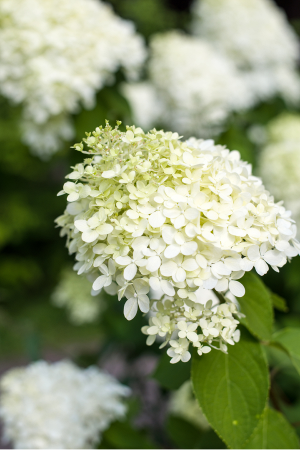 HYDRANGEA, PEE GEE (5 ST)