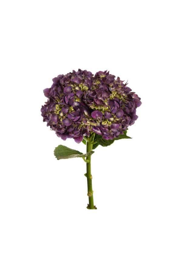 HYDRANGEA, PURPLE