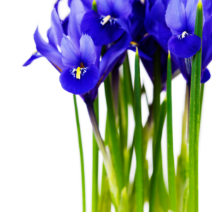 IRIS, DARK BLUE