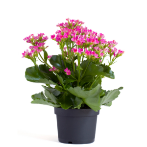 2" KALANCHOE