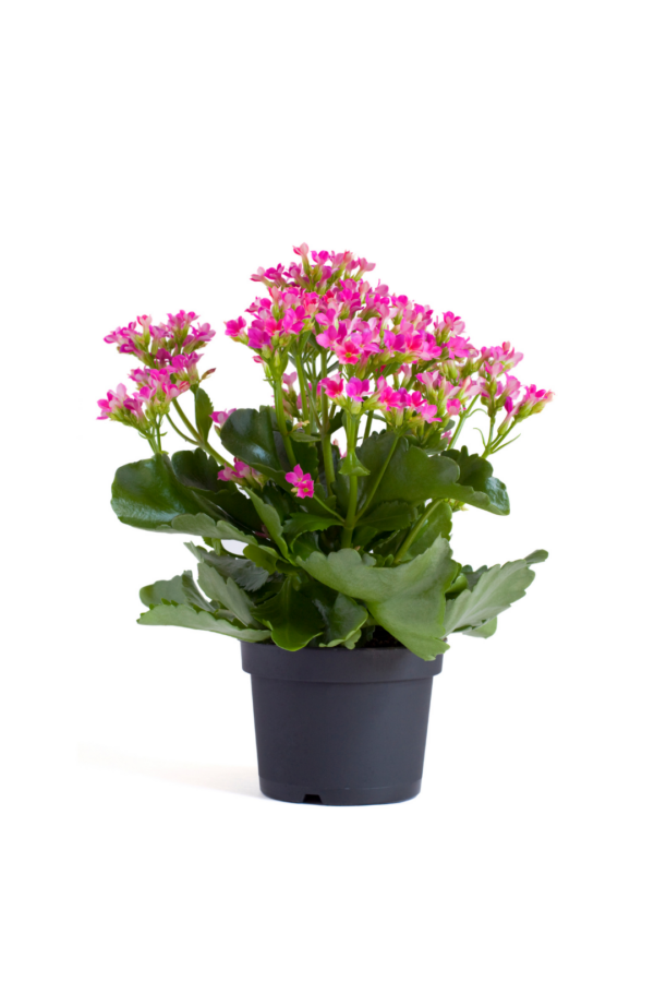 2" KALANCHOE