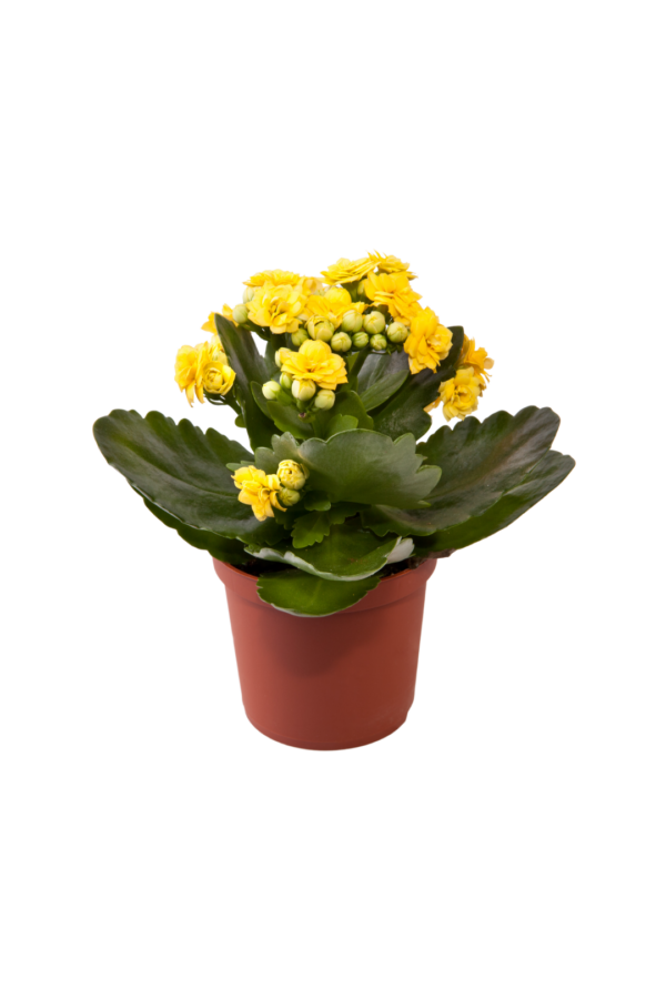 2" KALANCHOE - Image 2