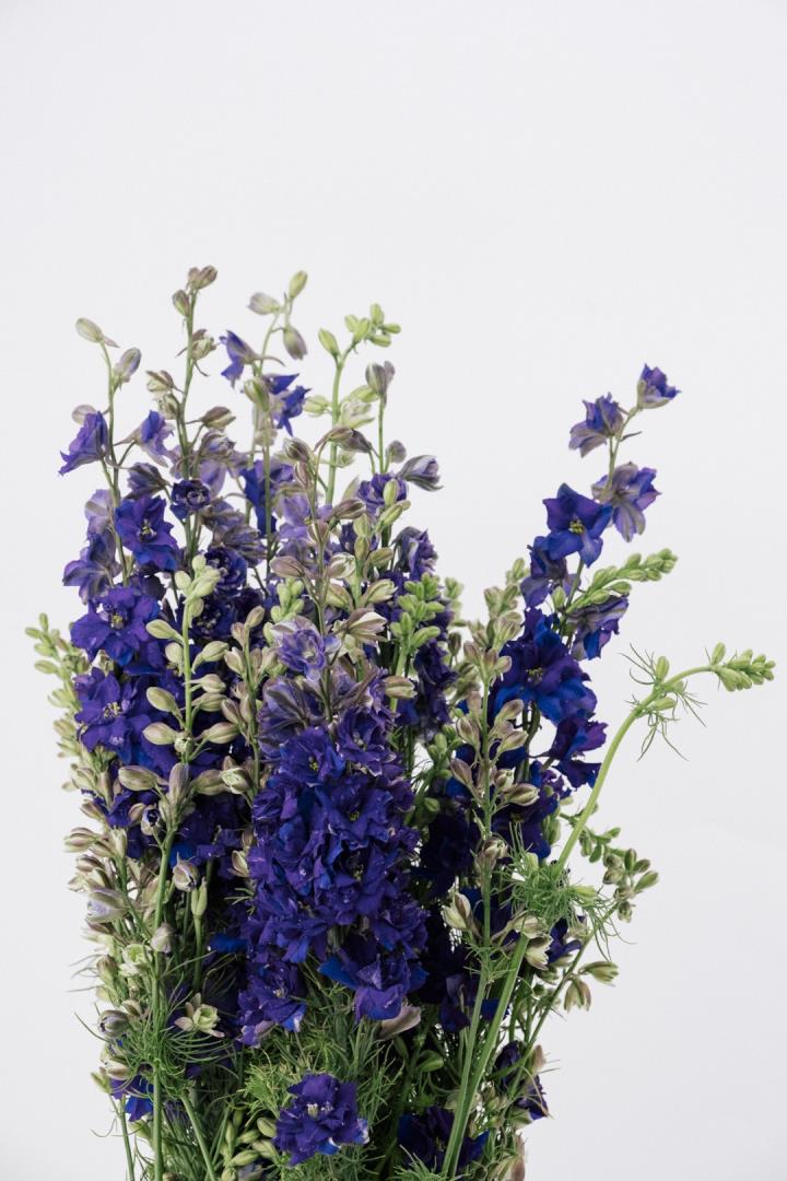 LARKSPUR, PURPLE