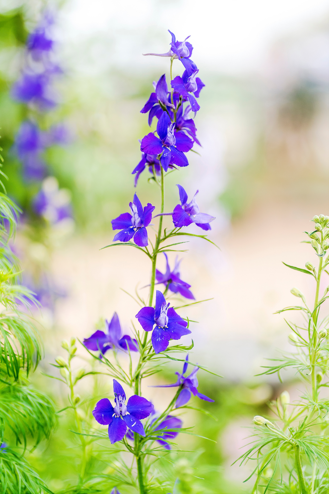 LARKSPUR, PURPLE - Image 2