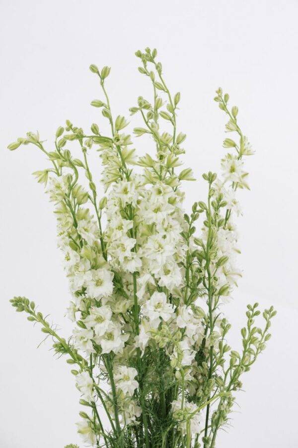 LARKSPUR, WHITE