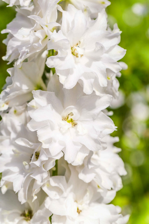 LARKSPUR, WHITE - Image 2