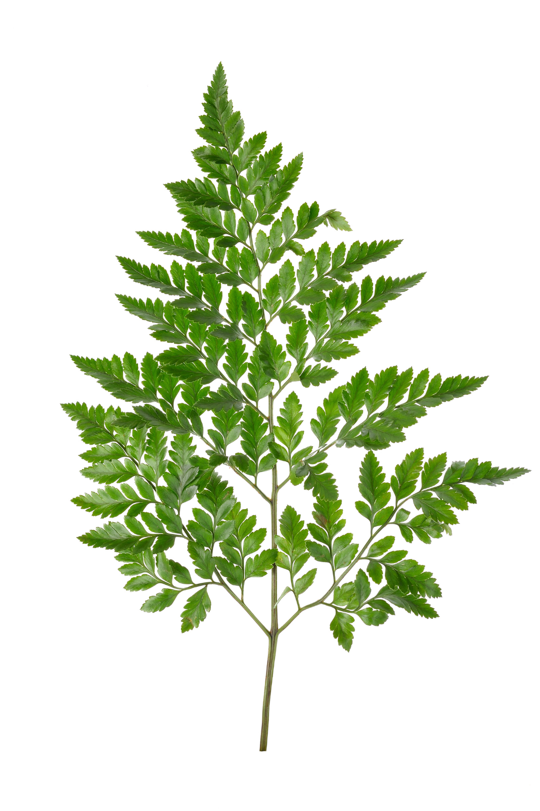 LEATHER FERN, FLORIDA