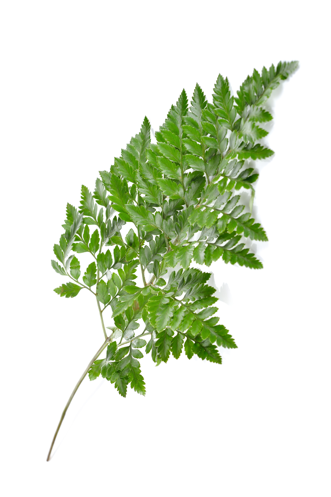 LEATHER FERN, FLORIDA - Image 2