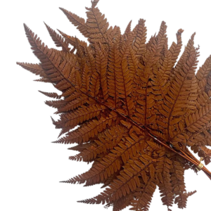LEATHER LEAF, BROWN