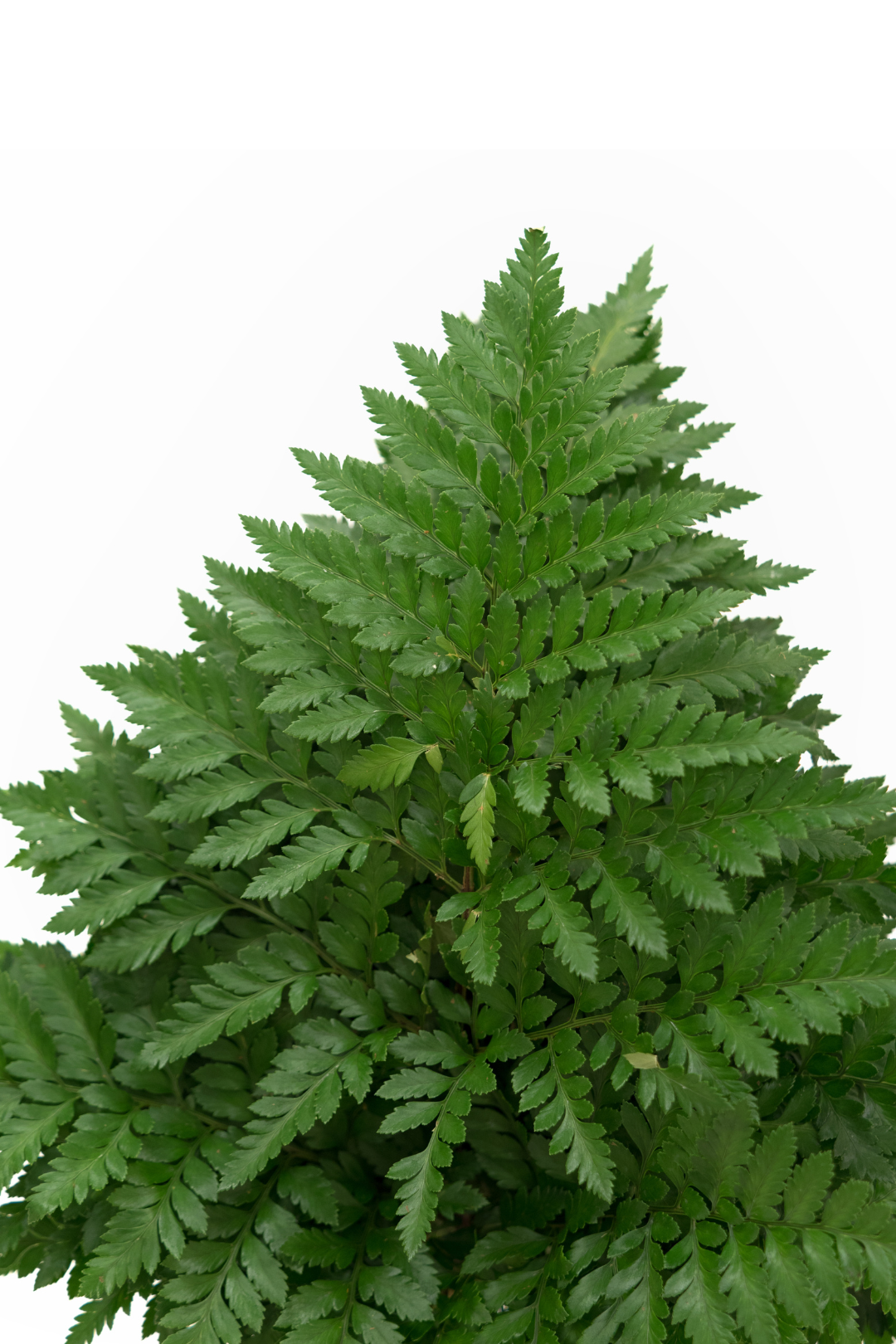 LEATHER FERN, PREMIUM