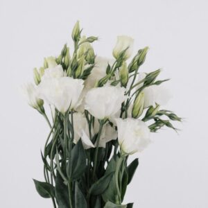 LISIANTHUS, WHITE