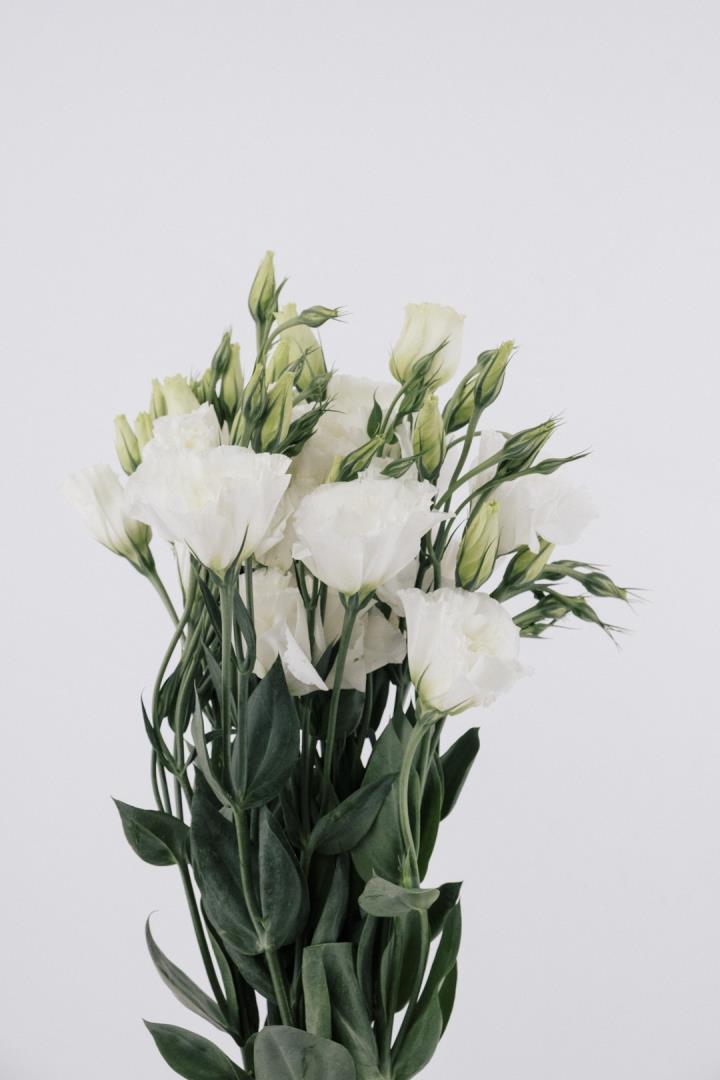 LISIANTHUS, WHITE