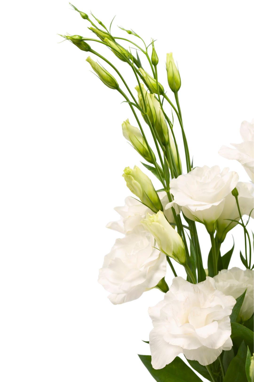 LISIANTHUS, WHITE - Image 2