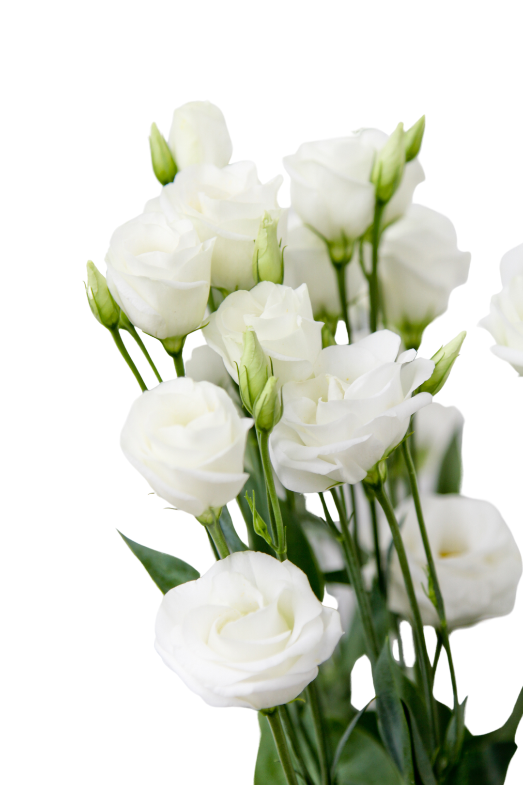 LISIANTHUS, WHITE - Image 3
