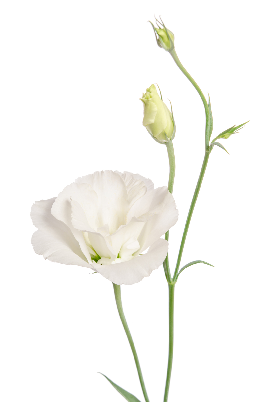 LISIANTHUS, WHITE - Image 4
