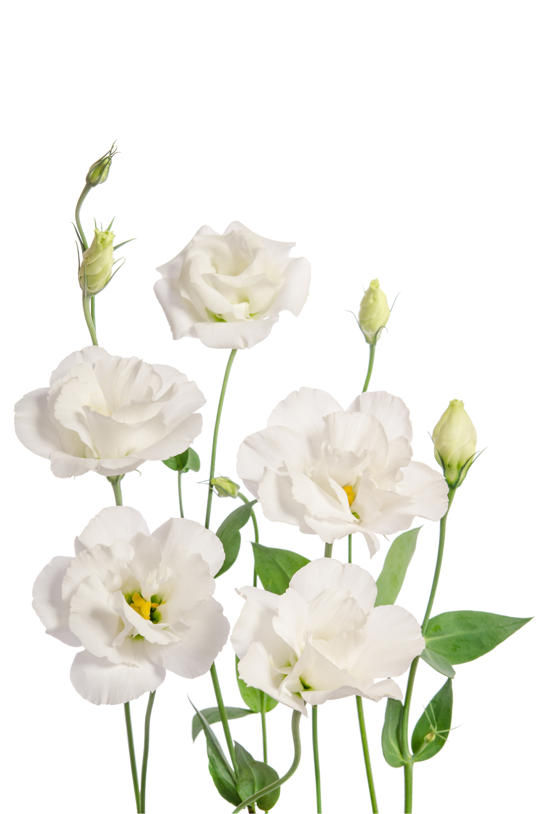 LISIANTHUS, WHITE - Image 5