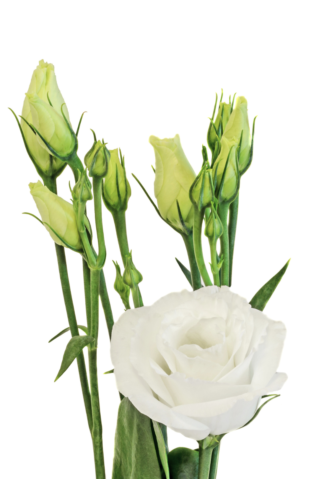 LISIANTHUS, WHITE - Image 6