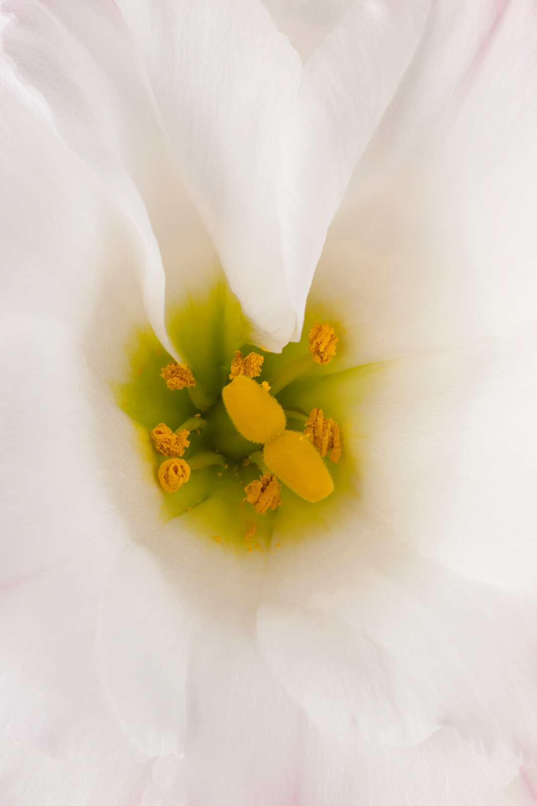 LISIANTHUS, WHITE - Image 7