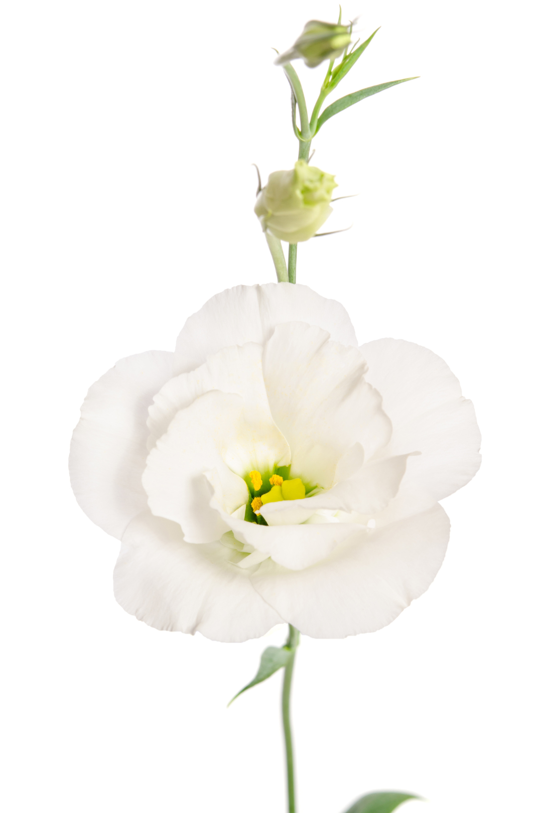 LISIANTHUS, WHITE - Image 8
