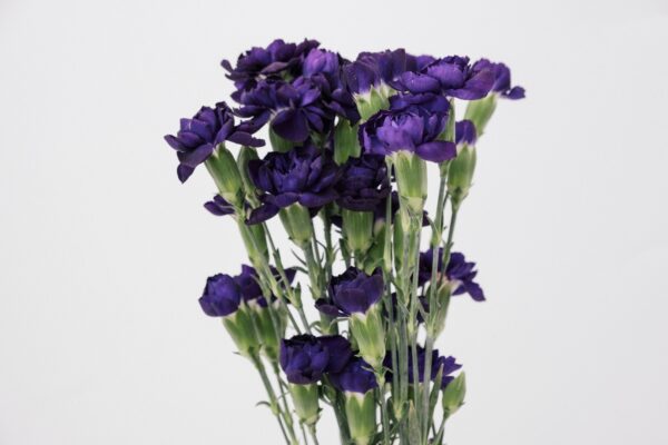 CARNATION, MINI - FLORIGENE