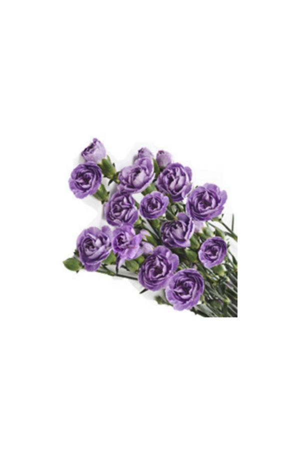CARNATION, MINI - FLORIGENE - Image 2