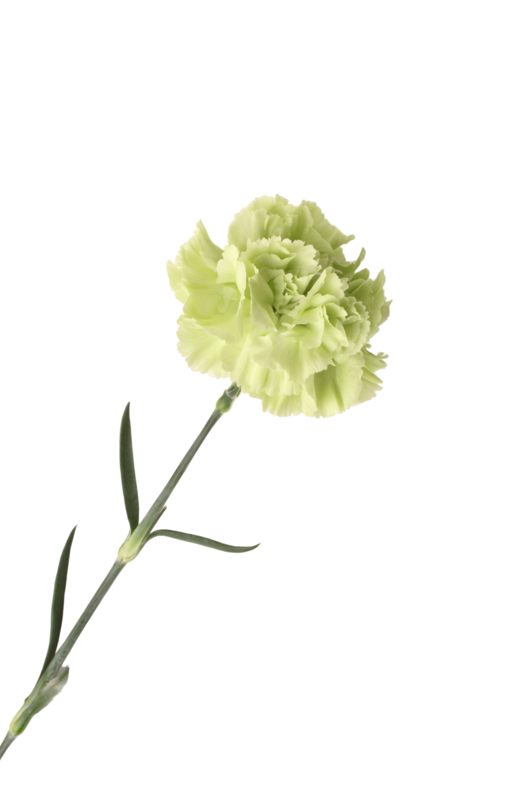 CARNATION, MINI - GREEN - Image 2