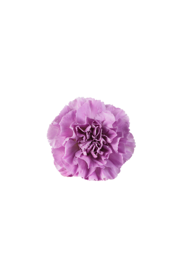 CARNATION, MINI - LAVENDER - Image 2