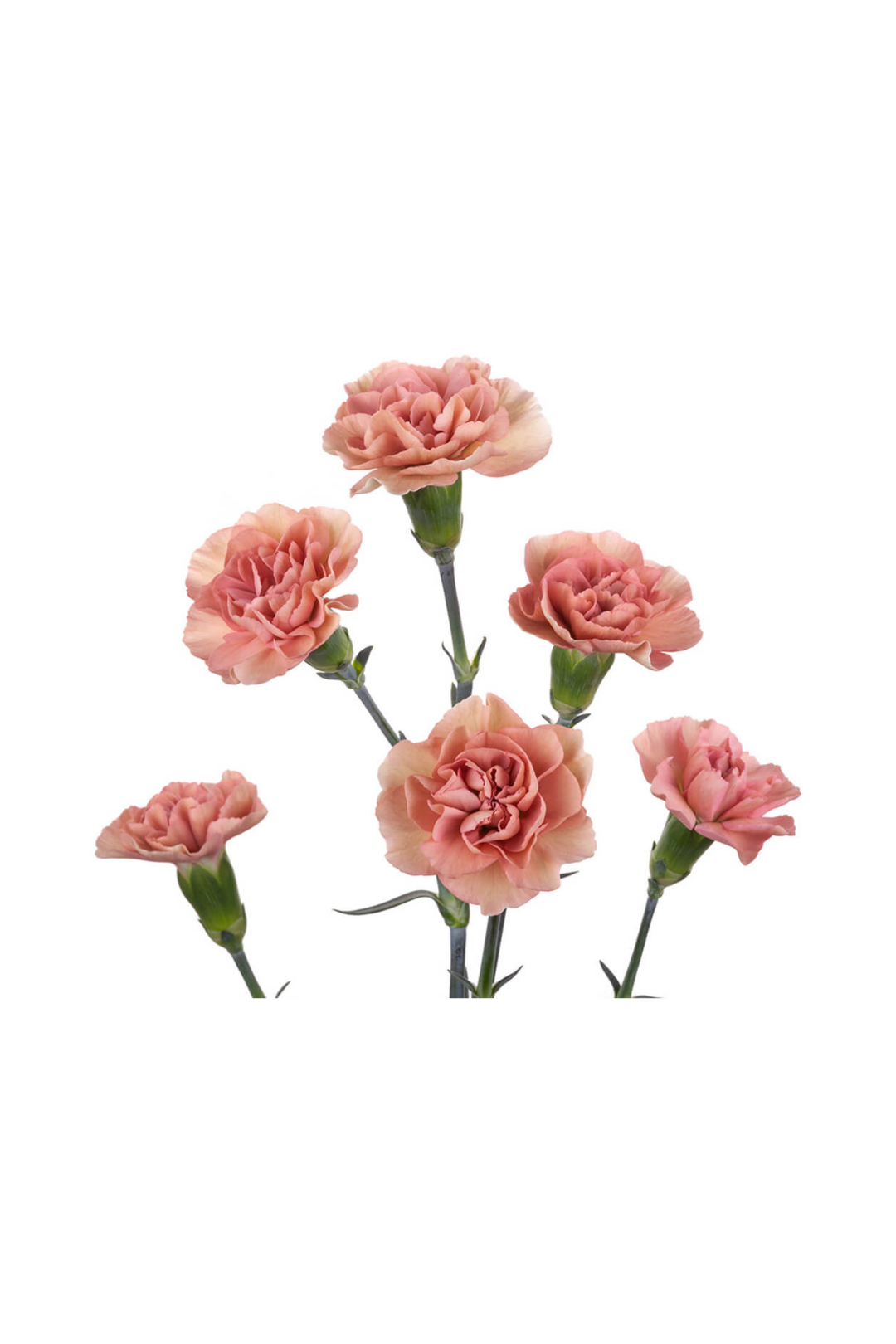 CARNATION, MINI - PEACH - Image 2