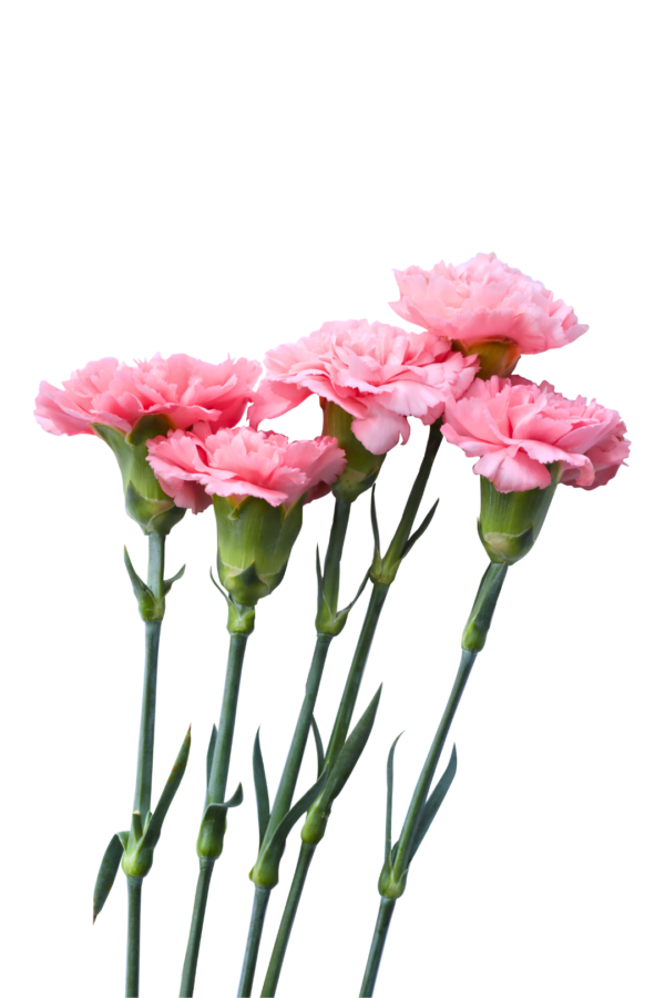 CARNATION, MINI - PINK - Image 2