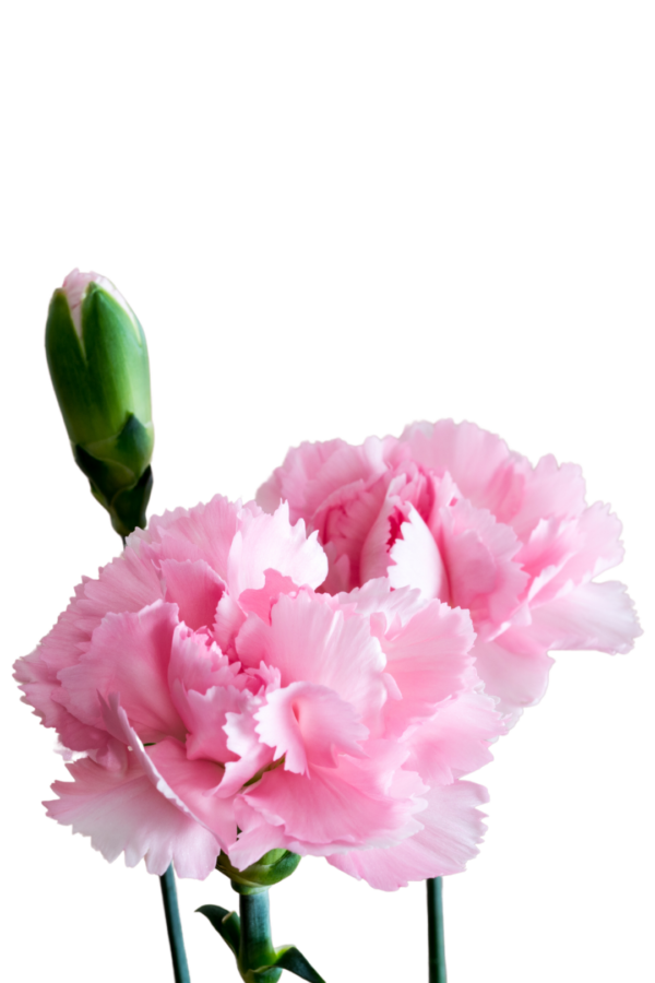 CARNATION, MINI - PINK - Image 3