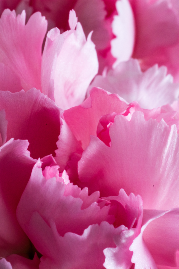 CARNATION, MINI - PINK - Image 4