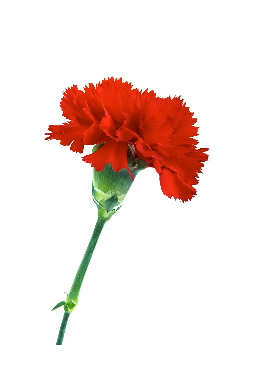 CARNATION, MINI - RED - Image 2