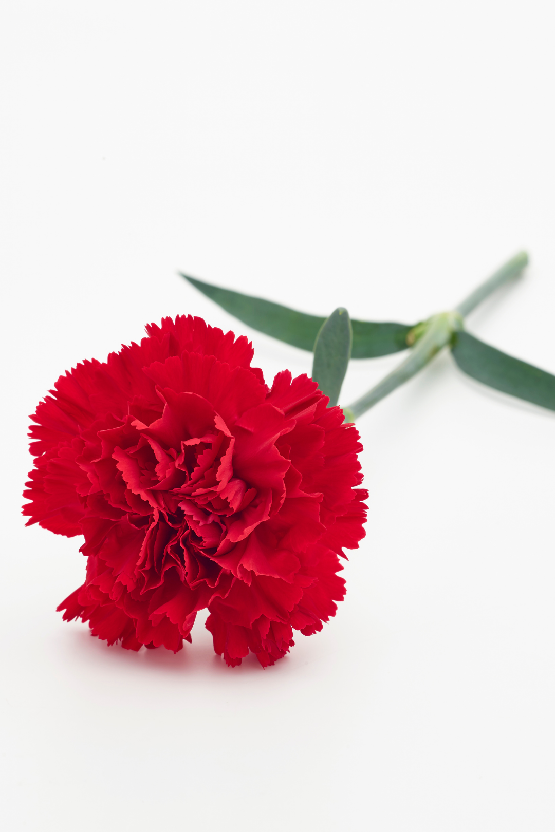 CARNATION, MINI - RED - Image 3
